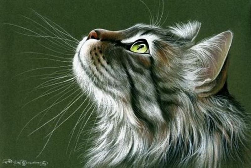 котейко - оригинал