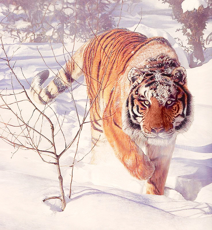 Тигр - хищники - оригинал