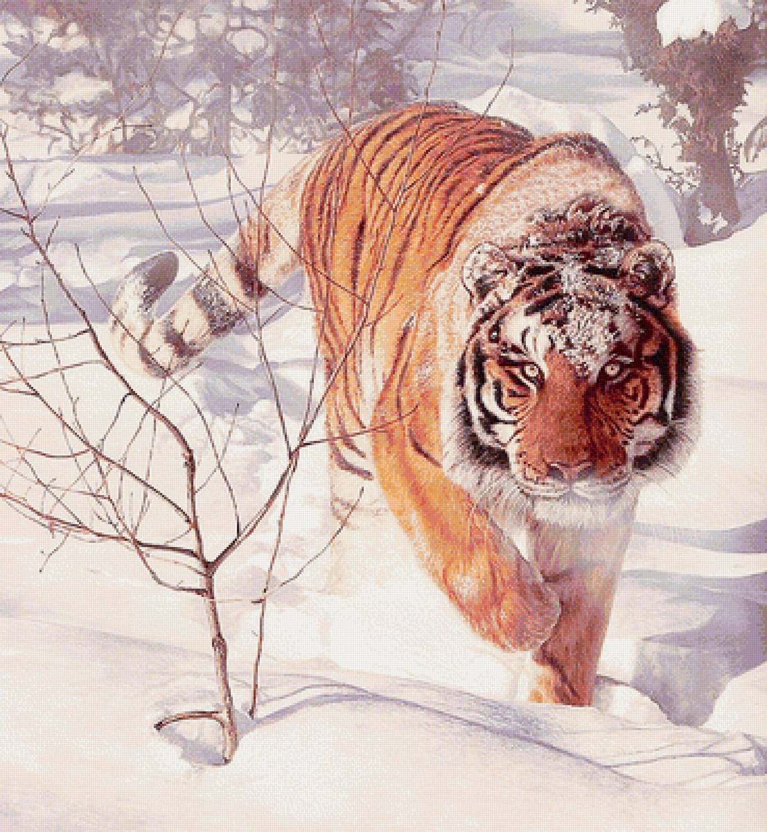 Тигр - хищники - предпросмотр