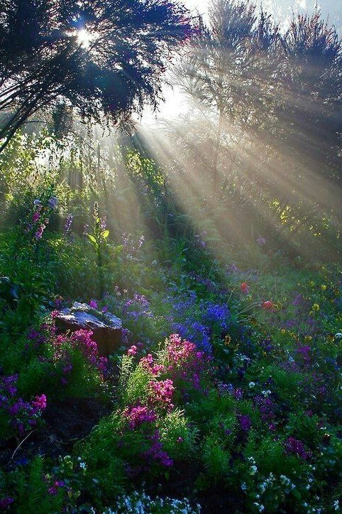 лес в луче солнца1 - солнце, лес - оригинал