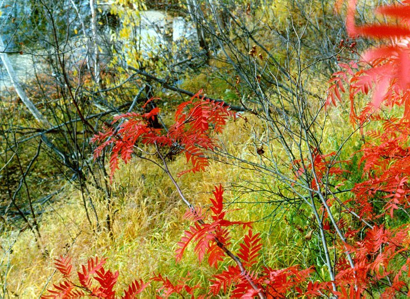 Рябина - тундра, август, рябина, озеро, осень - оригинал