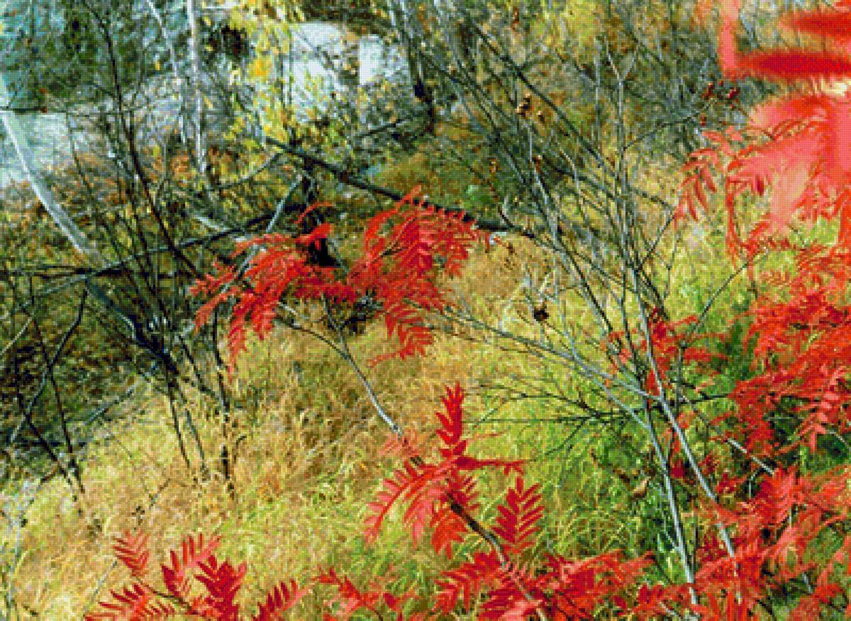 Рябина - осень, август, тундра, озеро, рябина - предпросмотр