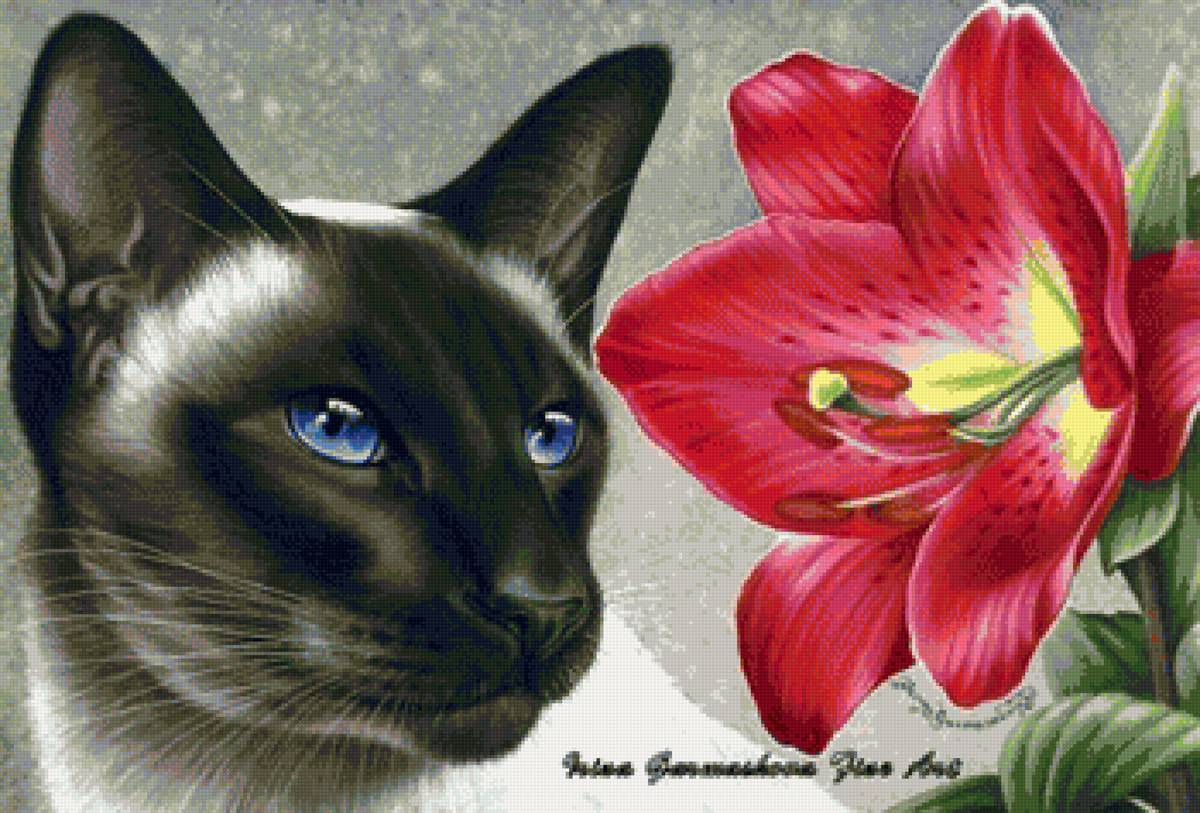 красотка - предпросмотр