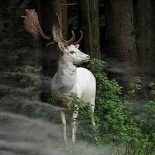 белый олень в белой дымке предрассветного тумана