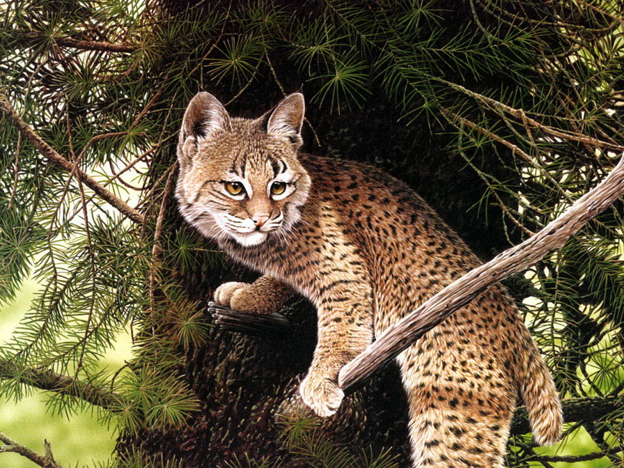 Лесные жители - звери, лес, природа - оригинал