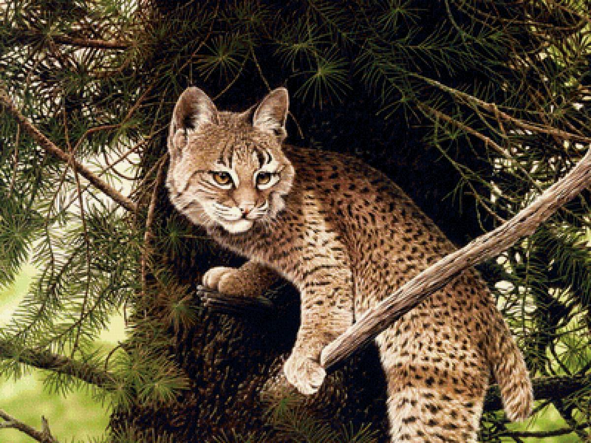 Лесные жители - лес, природа, звери - предпросмотр