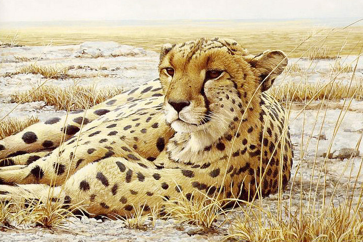 Грациозная хищница - хищники - оригинал