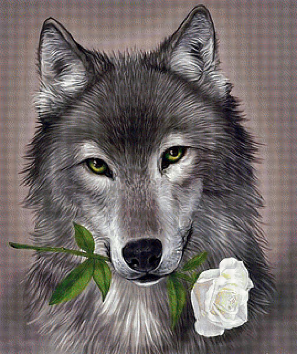 Волк с цветком - волк. хищник. роза - предпросмотр