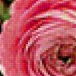 Предпросмотр схемы вышивки «Розовые ранункулюсы» (№1267655)