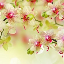 Схема вышивки «нежность»