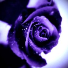 Схема вышивки «роза фиолетовая»