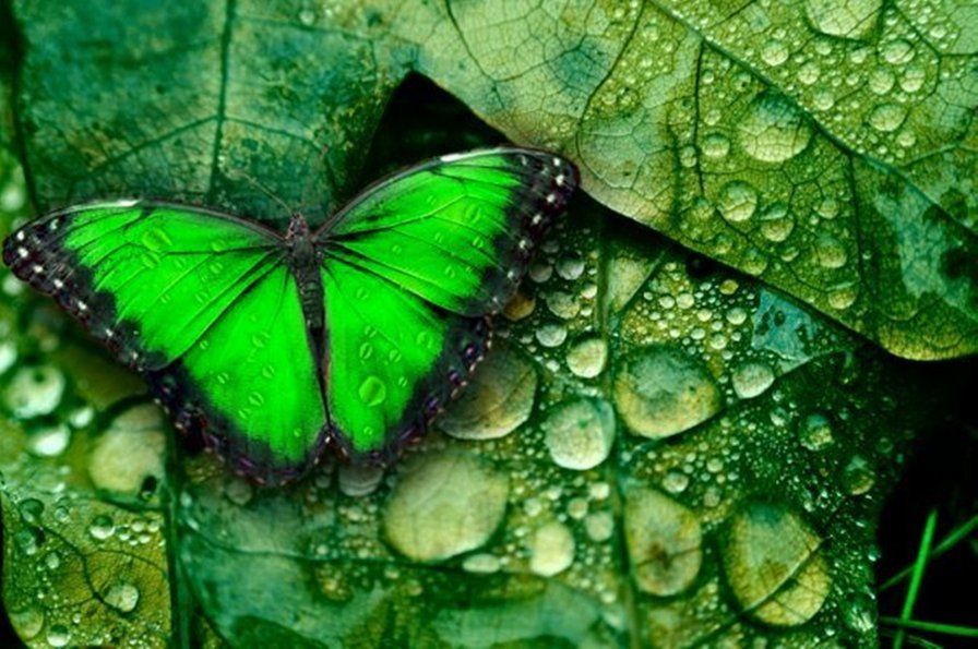 бабочка - бабочки - оригинал