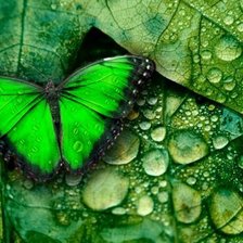 Схема вышивки «бабочка»