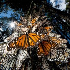 Схема вышивки «бабочки-монархи»