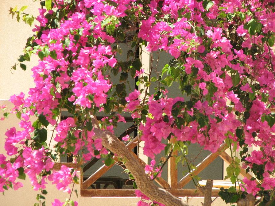 coral beach - оригинал