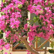 Схема вышивки «coral beach»