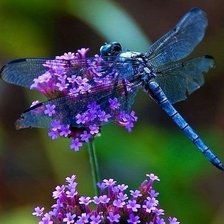 Схема вышивки «стрекоза»