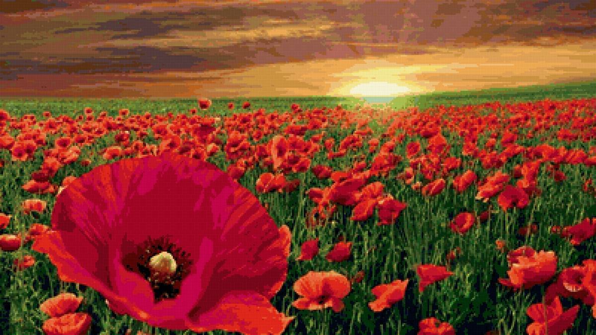 маковое поле - предпросмотр