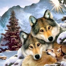 волчья семья