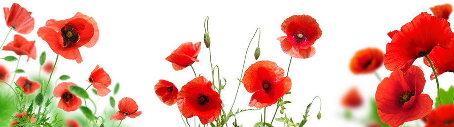 маки3 - оригинал