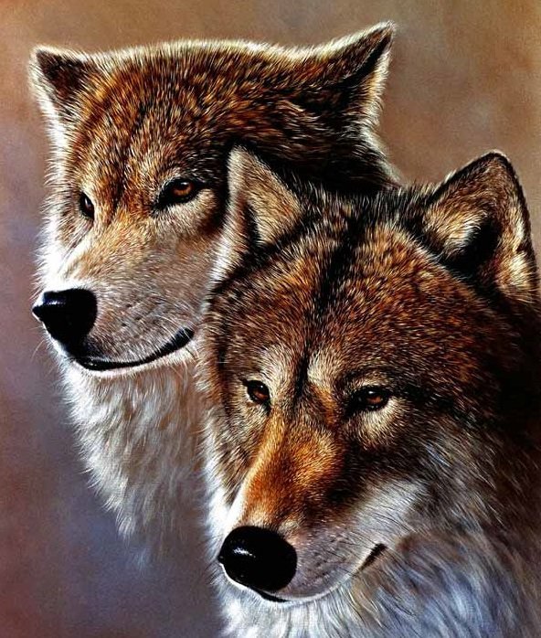 пара - волки - оригинал