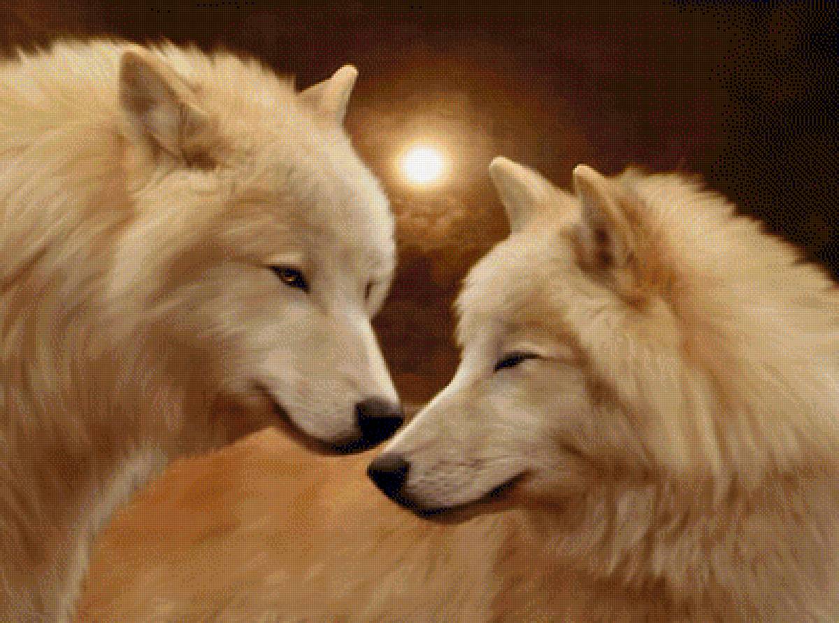 пара - волки - предпросмотр