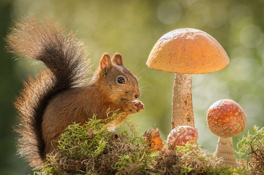 Лесные жители. - лес, природа, звери, грибы - оригинал