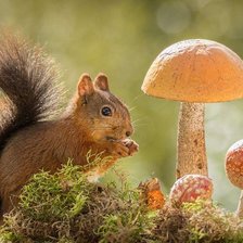 Лесные жители.