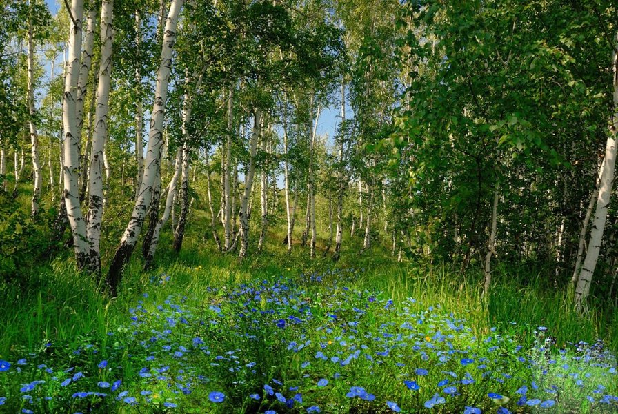 Березовая роща - красота природы - оригинал