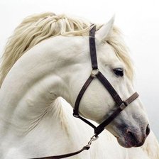 Схема вышивки «портрет лошади»