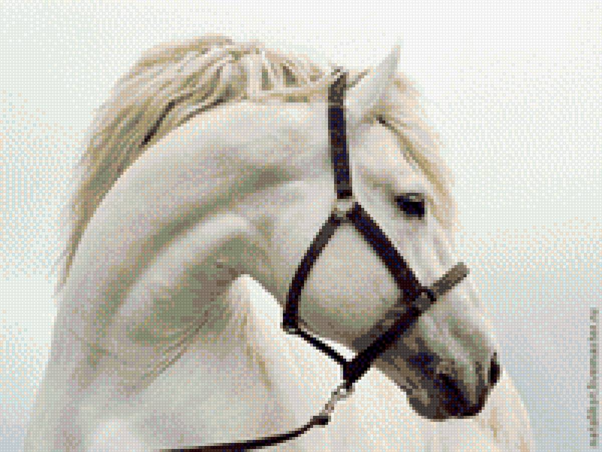 портрет лошади - голова, лошадь, белая - предпросмотр