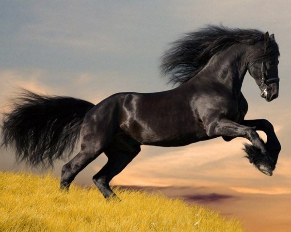 воронной - лошади, кони - оригинал