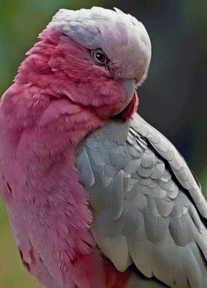 Серо розовая птичка. Розовый Какаду Гала. Попугай Какаду. Попугаи Какаду Гала. Окрас попугаев Какаду.