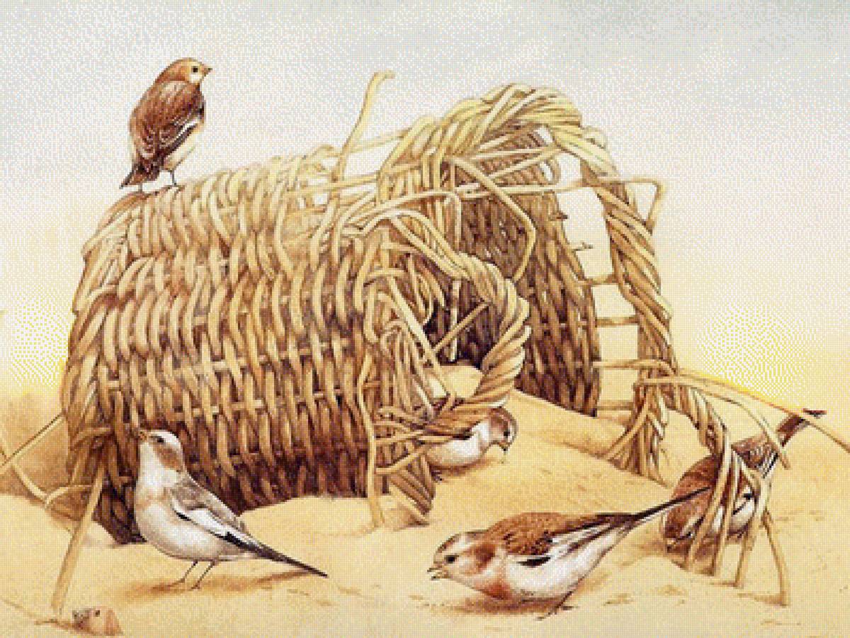 птицы - птицы - предпросмотр