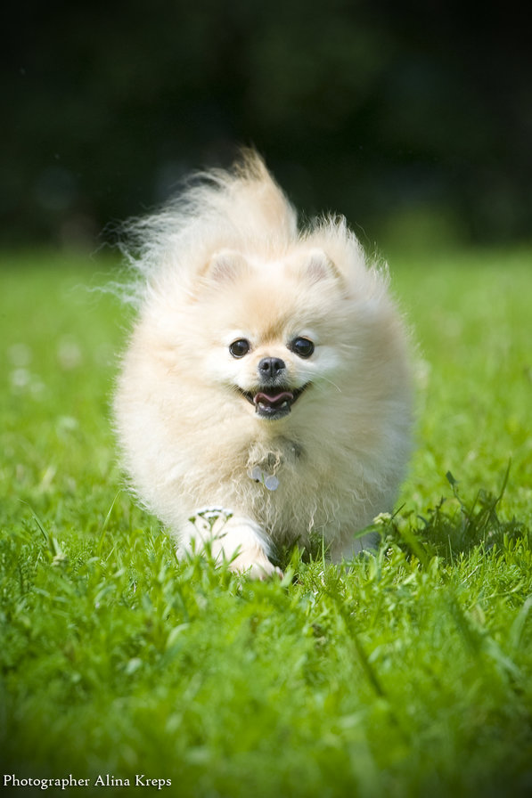 Йока Шпиц - оригинал