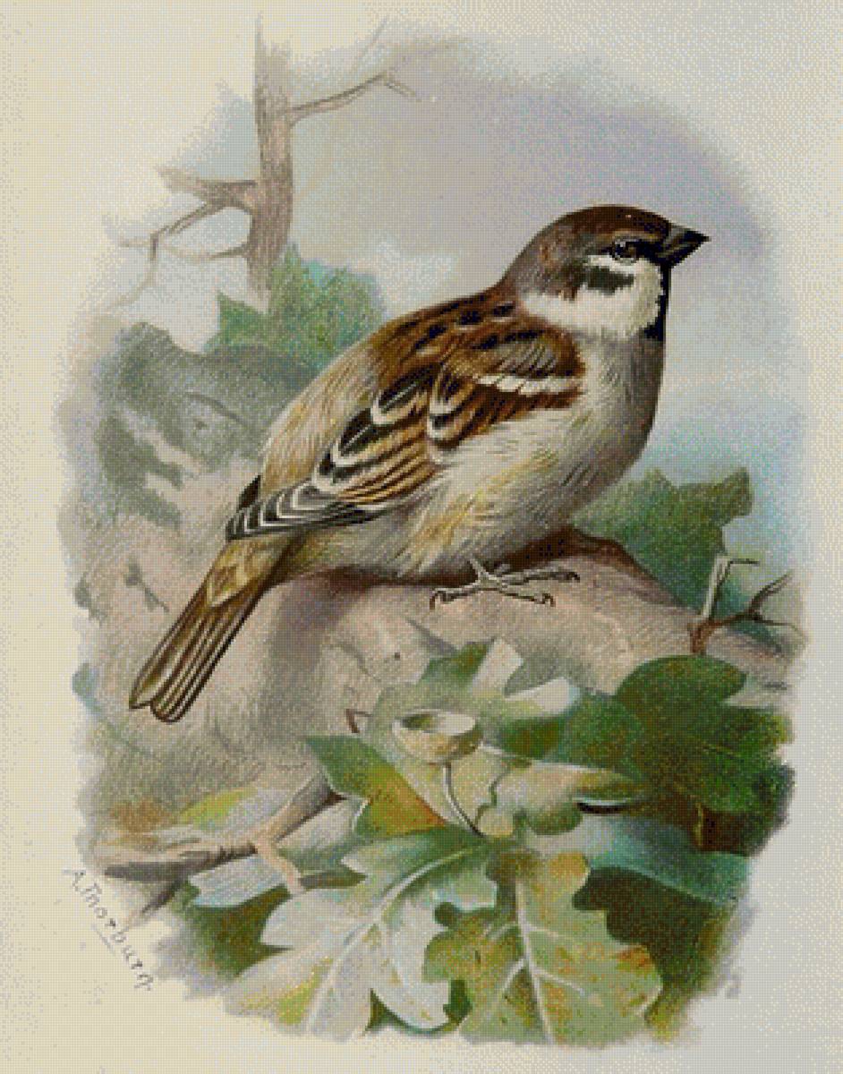 №1272528 - предпросмотр