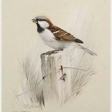 Схема вышивки «№1272531»