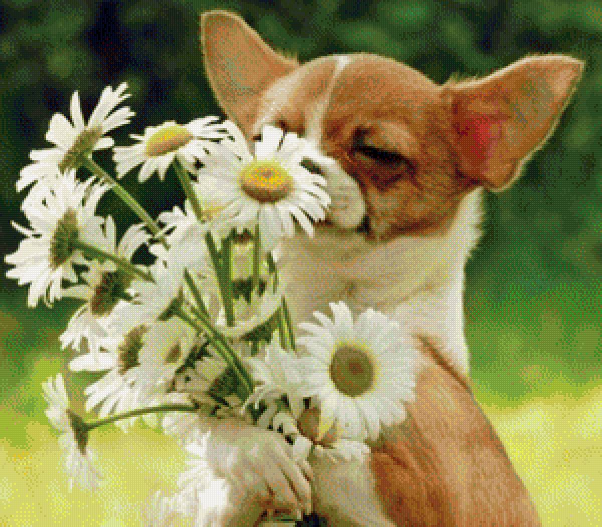 сам собирал - животные, собака, лето, весна, ромашки, природа - предпросмотр