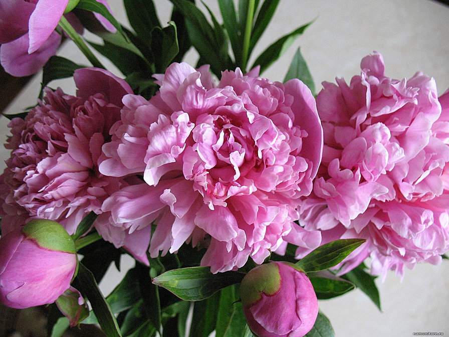 розовые пионы - оригинал