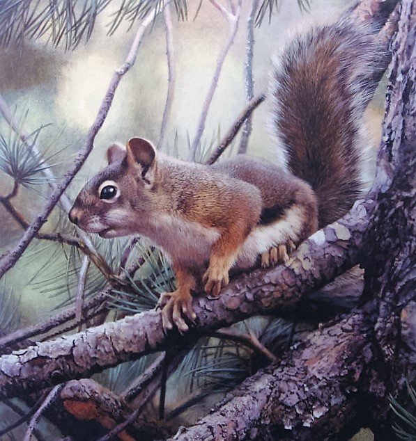 Белочка - лес, природа, звери - оригинал