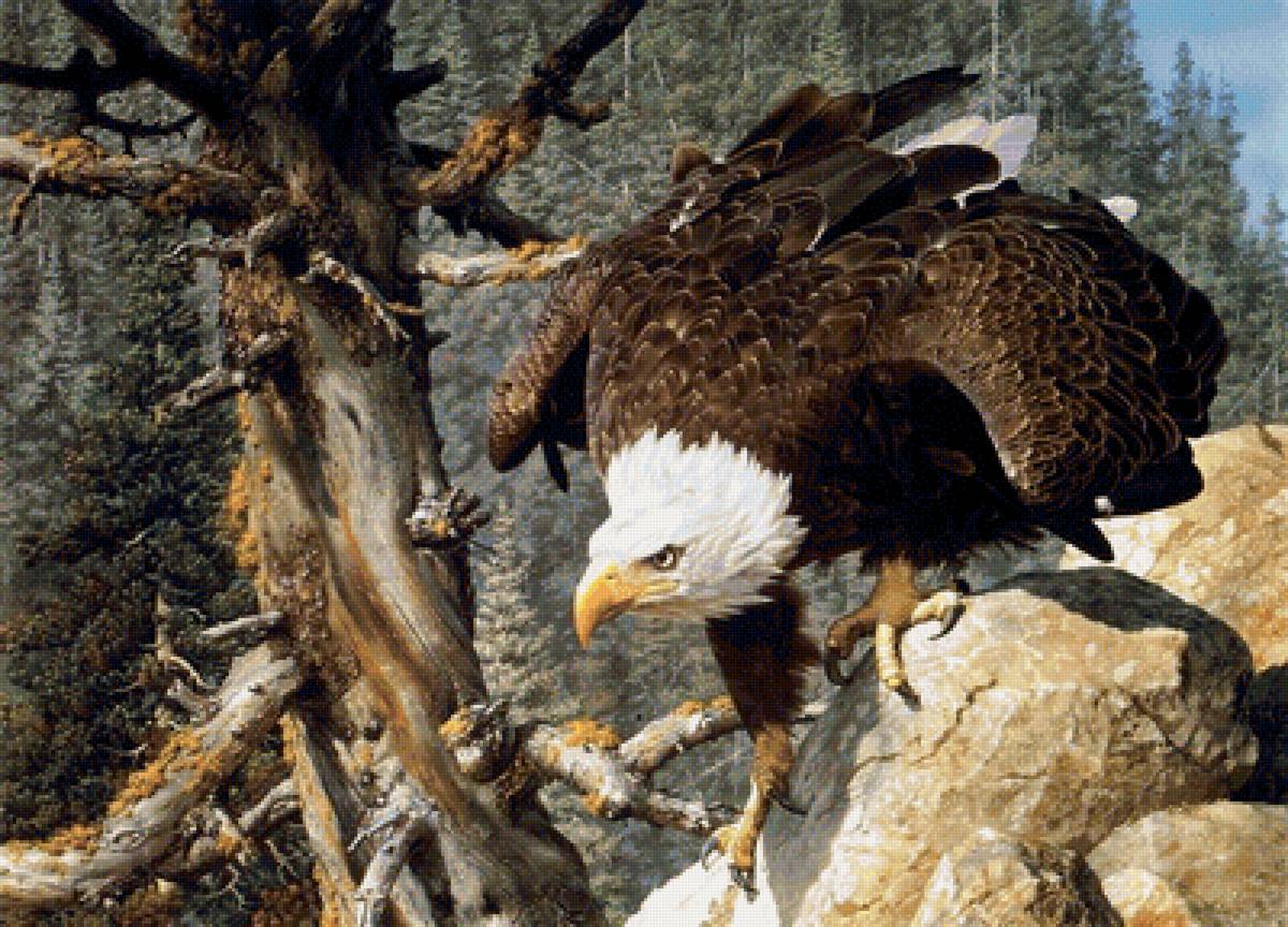 В горах. - пейзаж, птицы, горы, природа, лес - предпросмотр