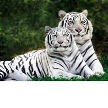 Схема вышивки «любовь тигровая»