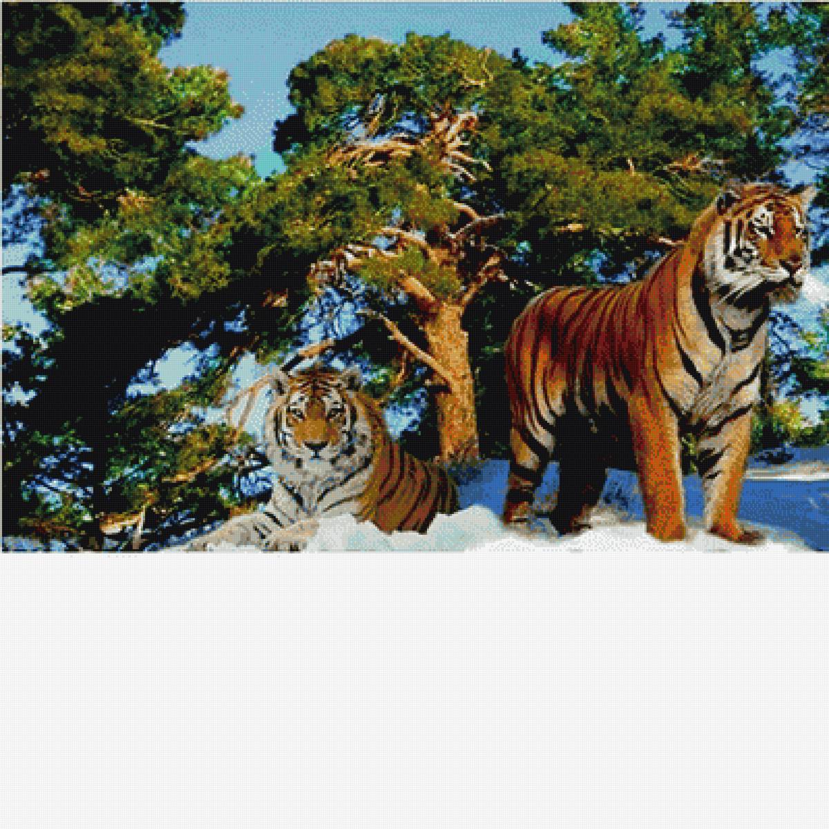 любовь тигровая - тигры - предпросмотр