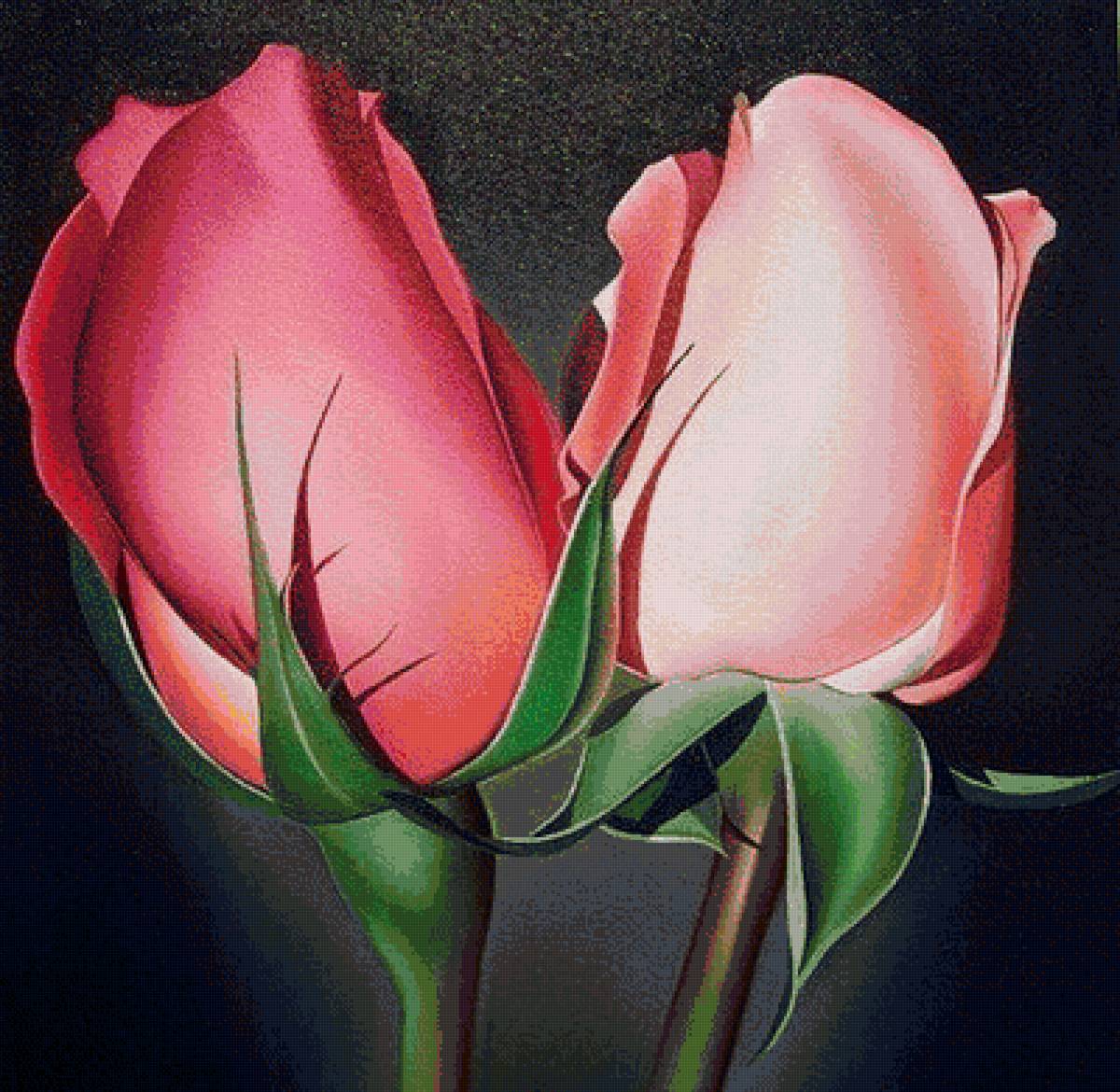 Розы - цветы, розы - предпросмотр