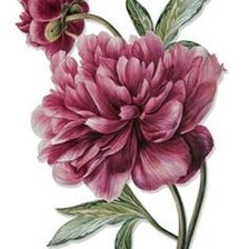 Схема вышивки «пион»