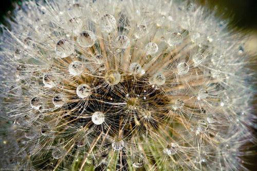 одуванчик - одуванчик - оригинал