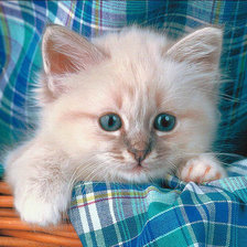 Схема вышивки «Маленький котенок»