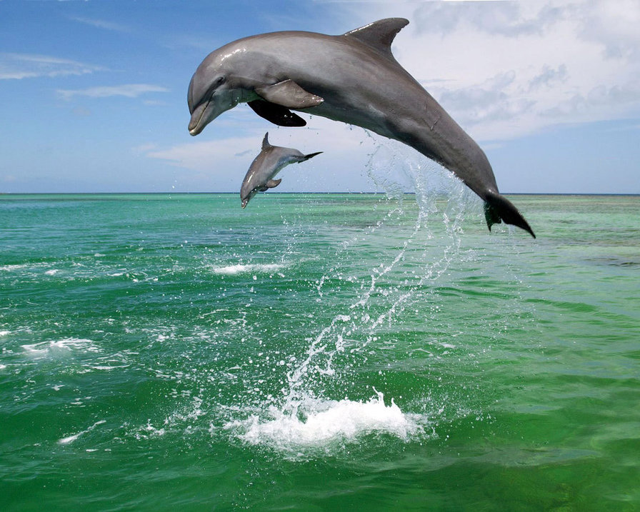 Дельфин - прыжок, море, дельфин - оригинал