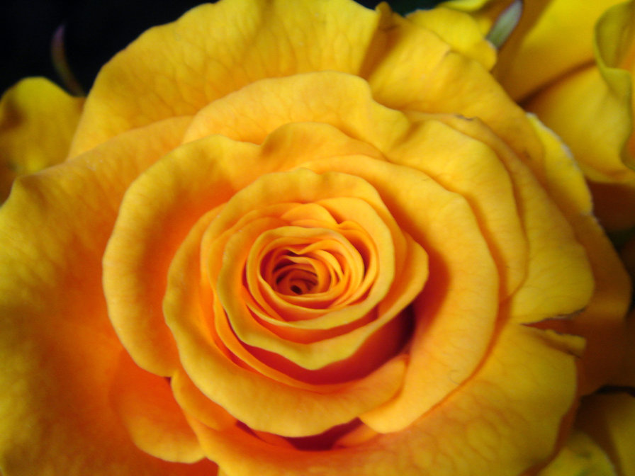 желтая роза - роза, желтая роза - оригинал