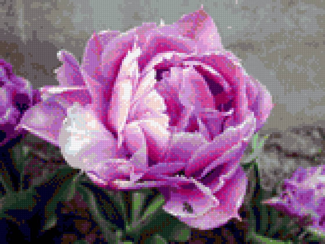 Необычный тюльпан - необычный тюльпан, тюльпан - предпросмотр